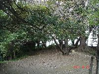 どんぐり山