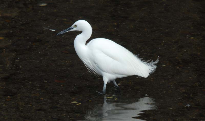 コサギ1