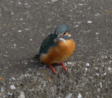 カワセミ3