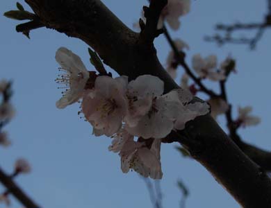 アンズ2
