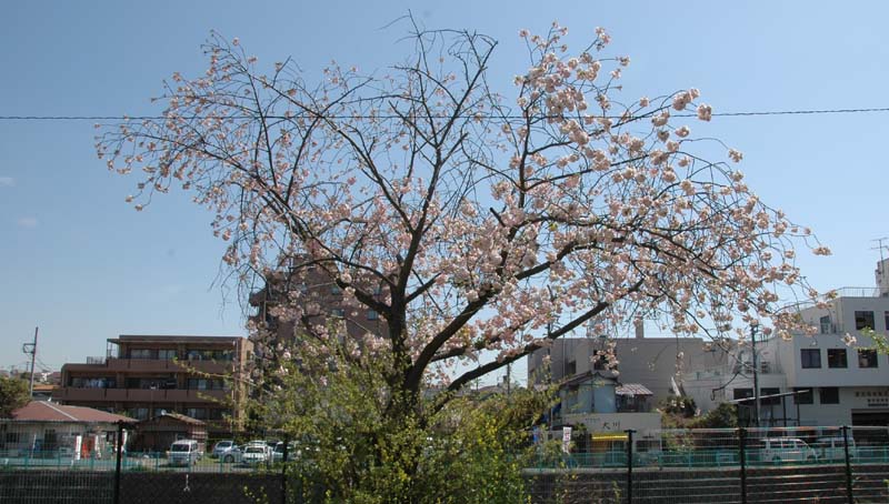 イチヨウ1