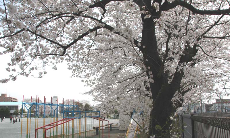 ソメイヨシノ2