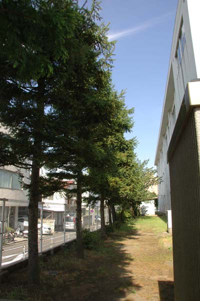 モミ1