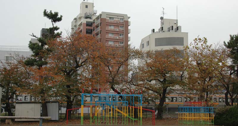 紅葉した校庭のサクラ