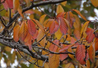 紅葉したサクラの葉