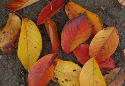 紅葉したサクラの落ち葉