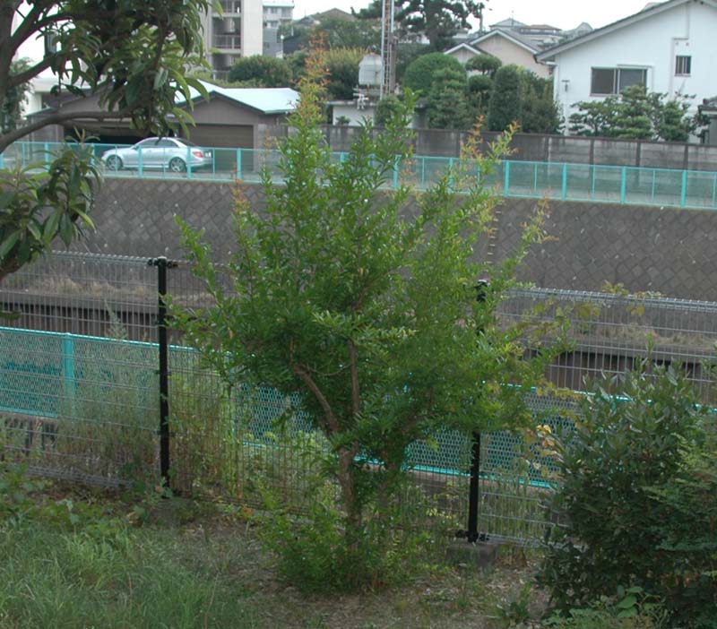 ザクロ