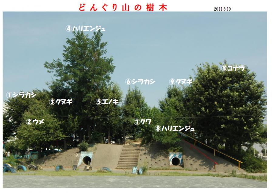 どんぐり山の樹木