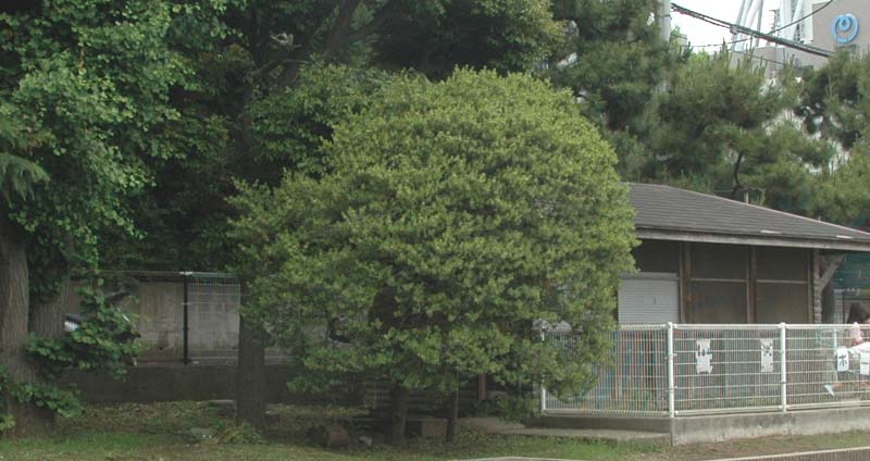 マルツゲ