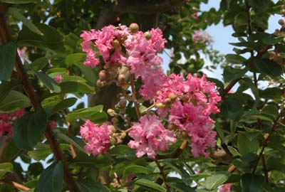 サルスベリの花