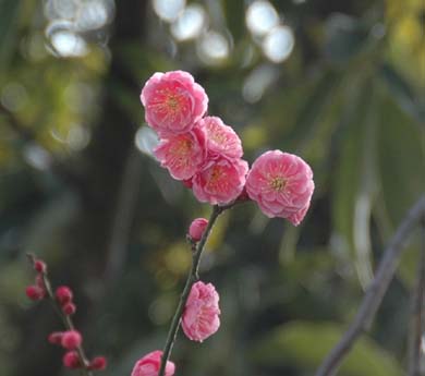 ウメの花