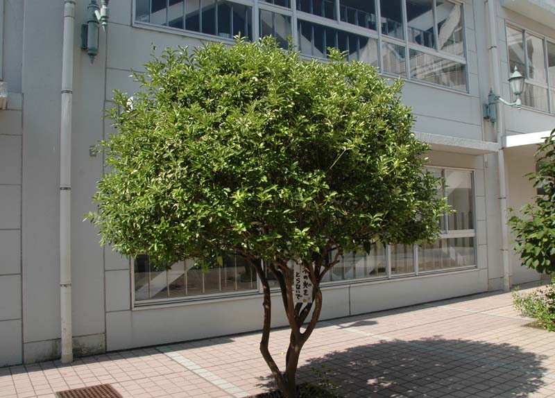 キンカン