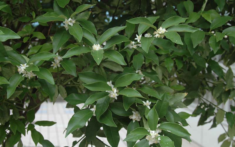 キンカンの花1