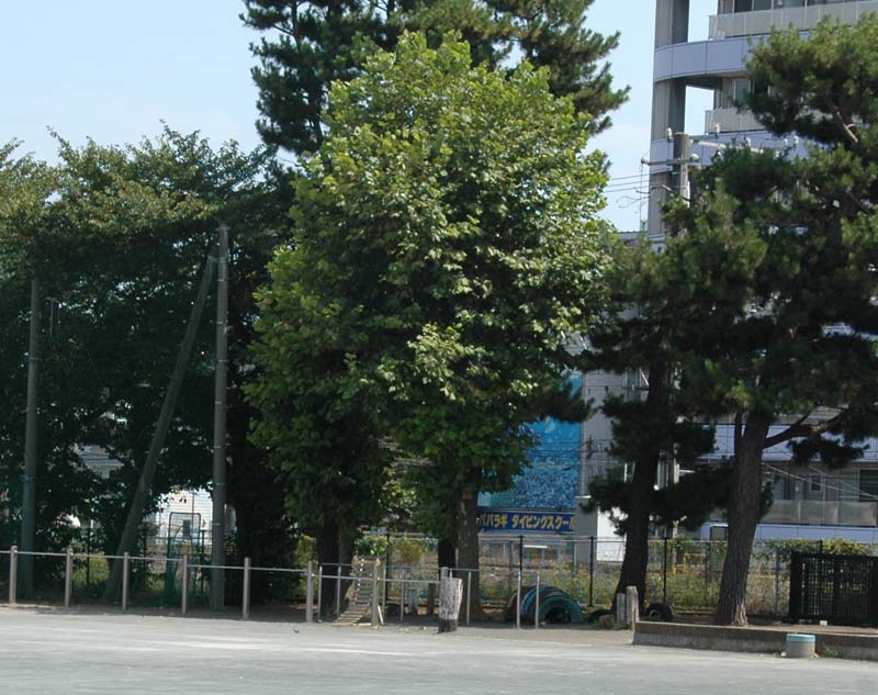 モミジバスズカケノキ