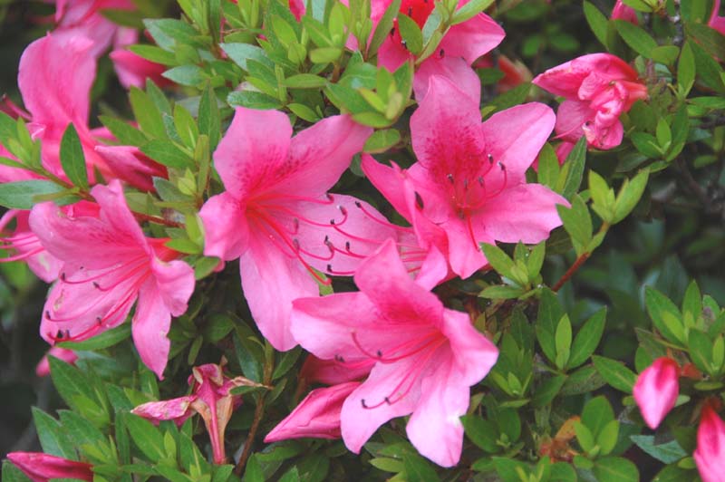 サツキの花