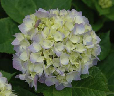 アジサイの花2