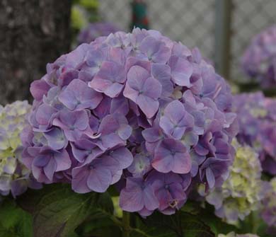 アジサイの花1