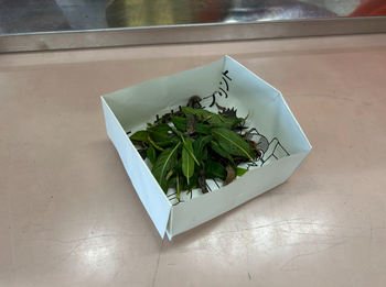 藍の葉