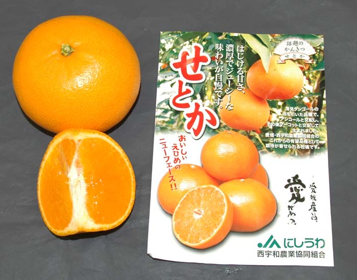 せとかの写真