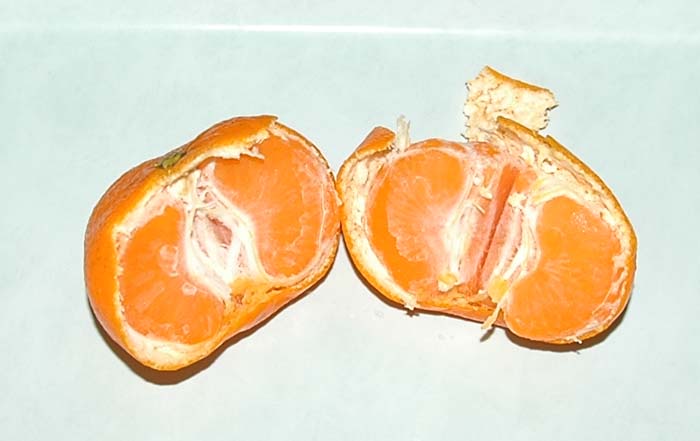 冷凍ミカンの写真