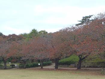 紅葉の写真