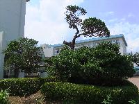 柘植の木の写真