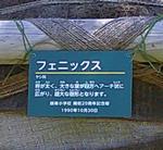 フェニックスの樹名札