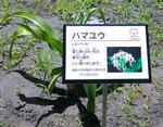ハマユウの樹名札