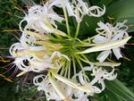 ハマユウの花