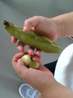 そら豆のさやむき1