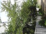 若葉を広げる桜の木