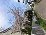 花を咲かせる桜の木1