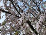 花を咲かせる桜の木2