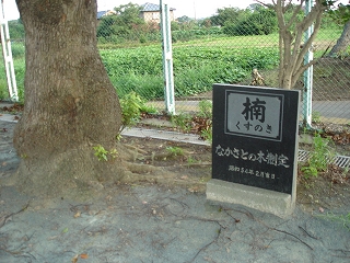 楠の写真