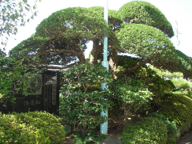柘植の木の写真