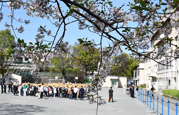 校庭と桜