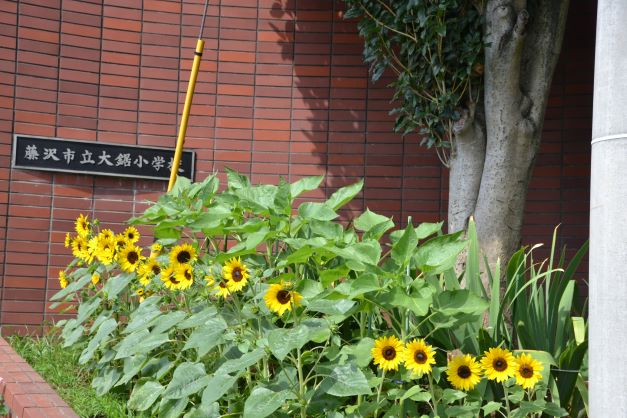 花壇に咲くヒマワリ