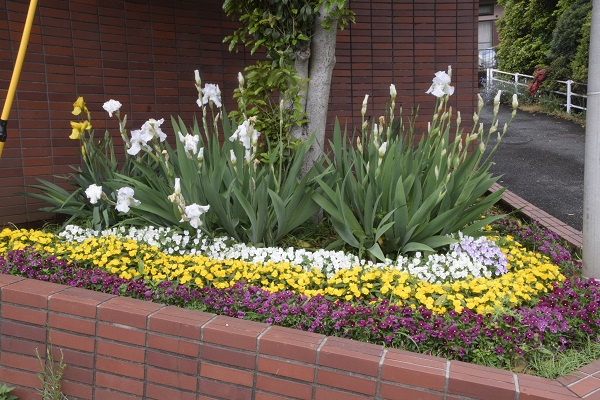 花壇に咲くアイリスとビオラ