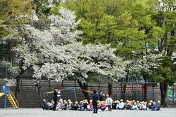 桜の木の下で連絡を聞く様子2