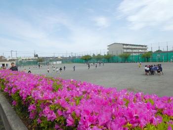 満開のツツジ