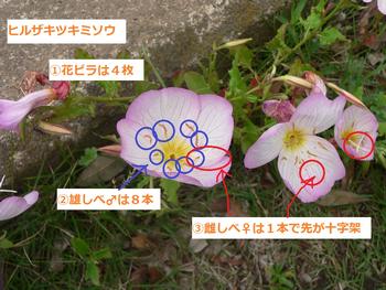 ヒルザキツキミソウ3