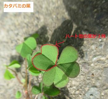 カタバミの葉