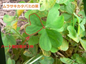ムラサキカタバミの葉