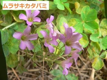 ムラサキカタバミ2