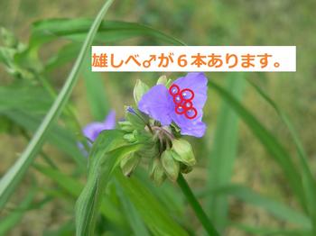雄しべ
