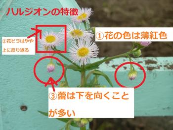 ハルジオンの特徴