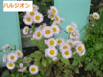 ハルジオン