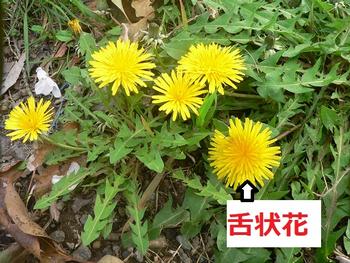 セイヨウタンポポ