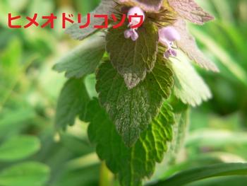 ヒメオドリコソウ2