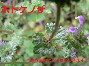 ホトケノザ